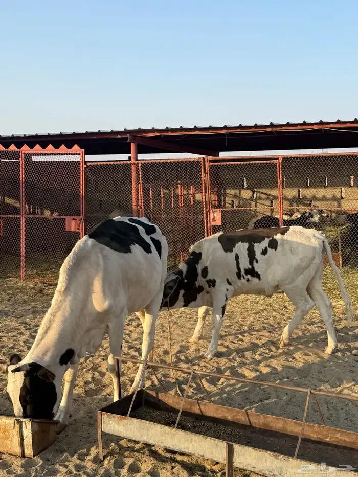 بقرة عشراء 0