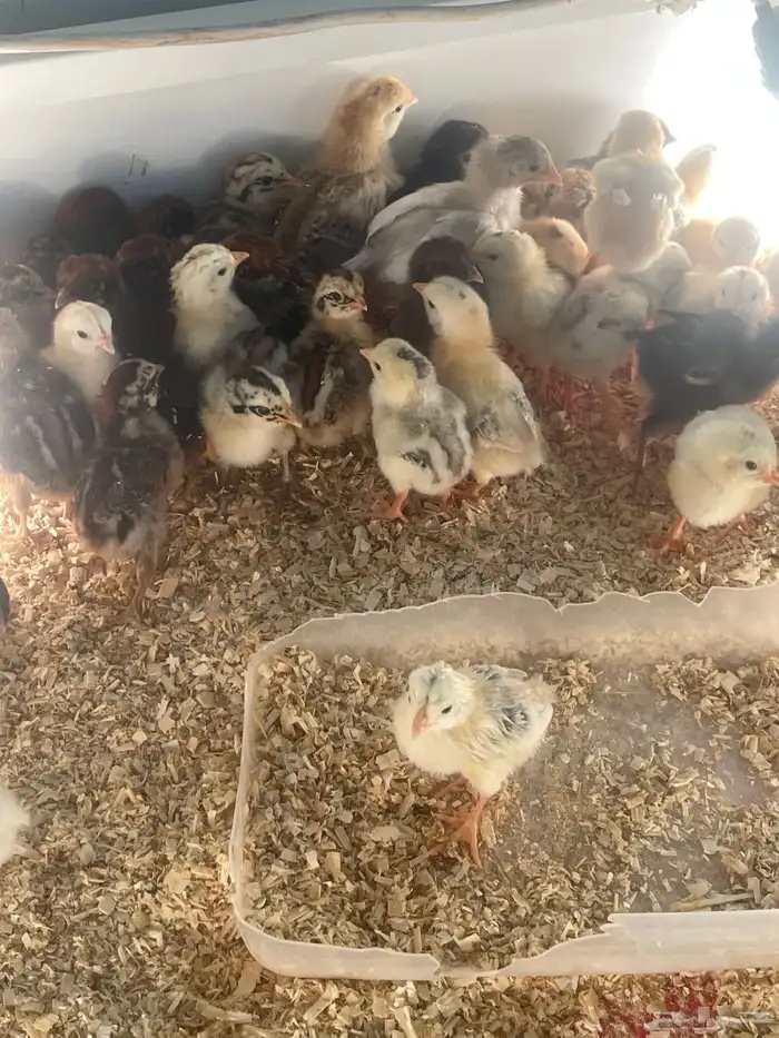 صوص دجاج وصوص سمان تكساس تم البيع 1