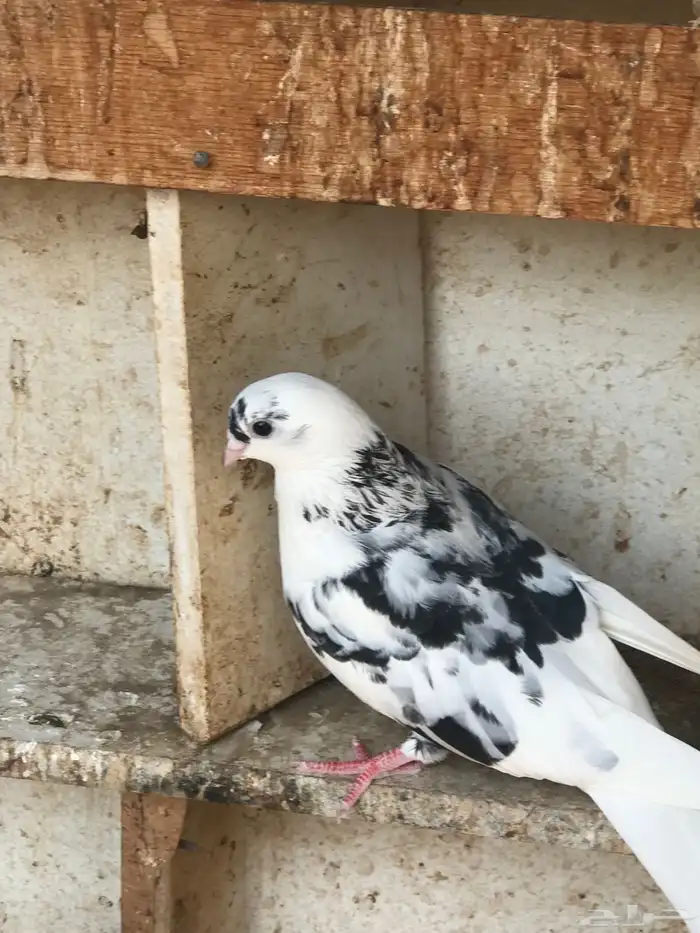 حمام قطايف زوجين للبيع مستعجل 5