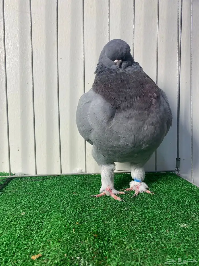 حمام مودينا أمريكي 10