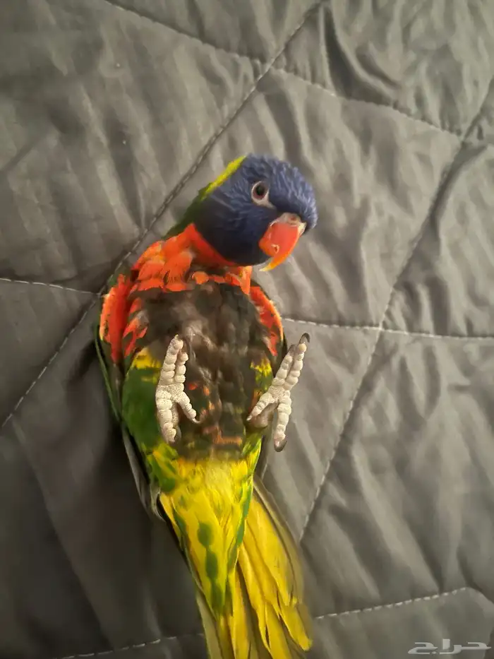 ببغاء لوري 2