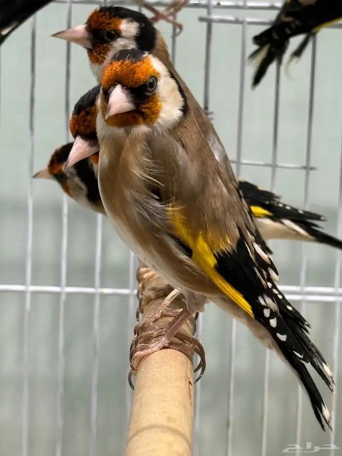 حسون سوري تربية اقفاص 6