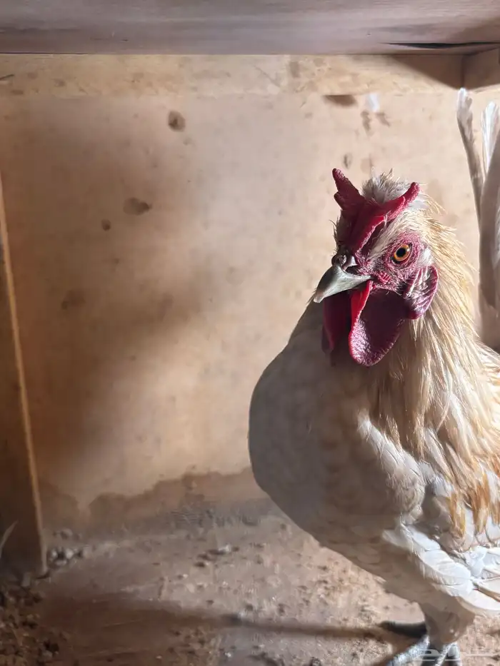 للبيع ديكه 7