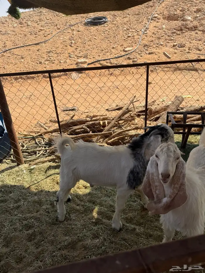 تيوس للبيع الخرج 1