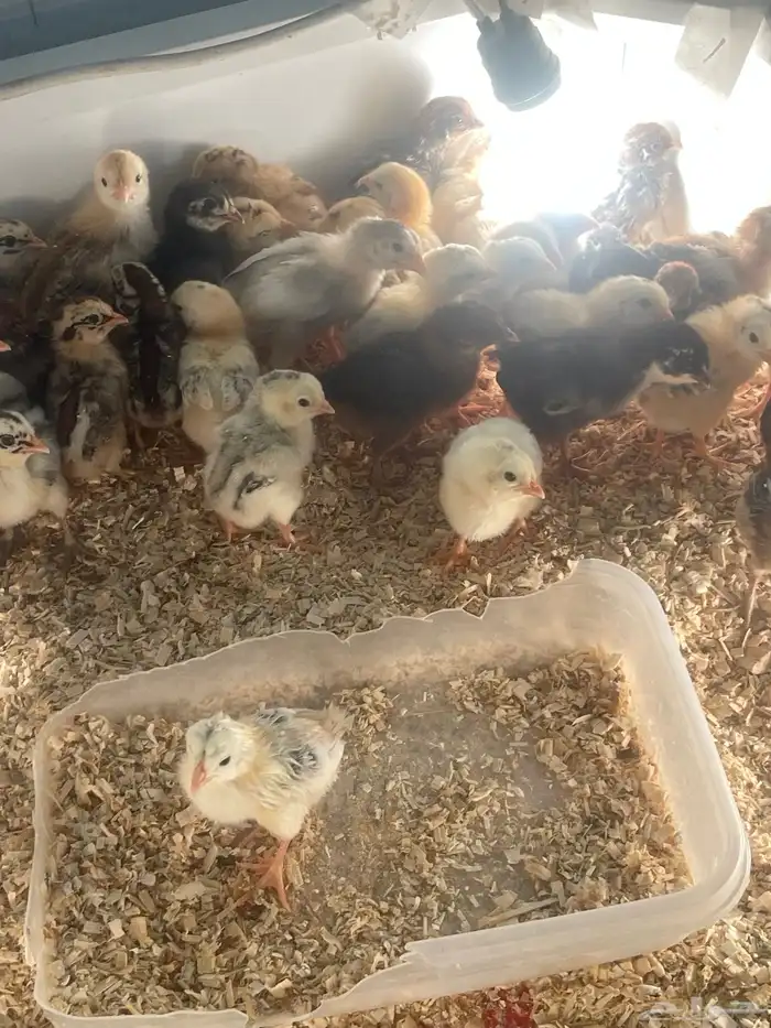 صوص دجاج وصوص سمان تكساس تم البيع 3