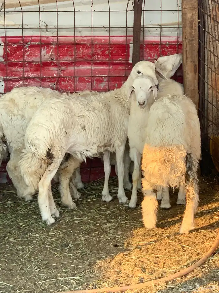 طليان حريات 0