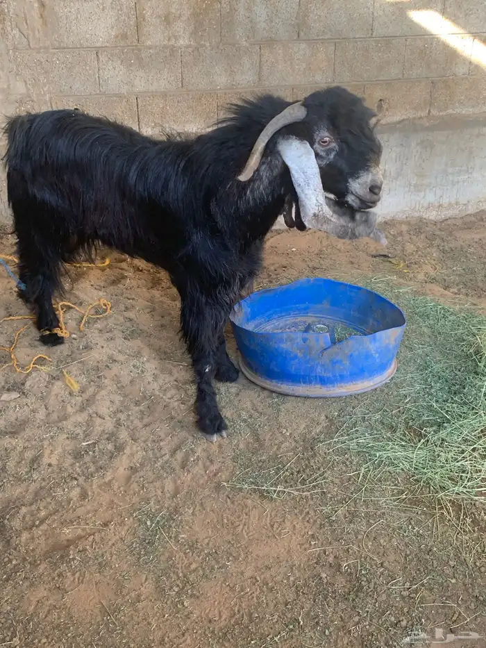 تيس عارض شرط 1