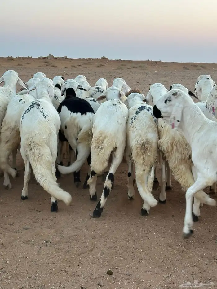 للبيع سواكن طيبه 2