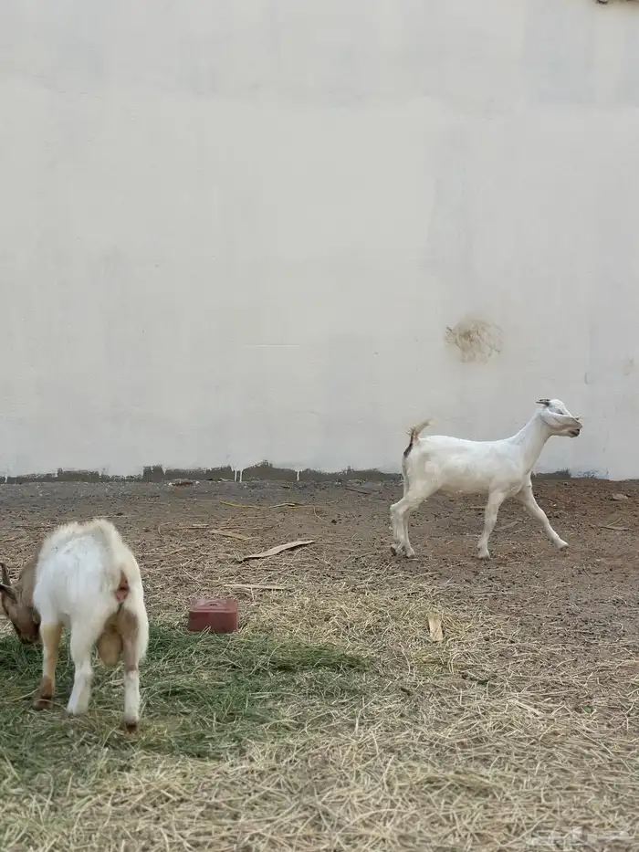 ماعز قزم وجفرة للبيع 3