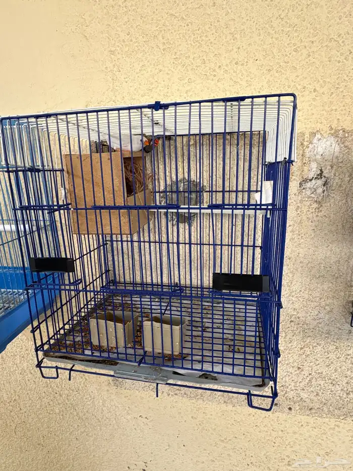 للبيع زوج زيبرا 3