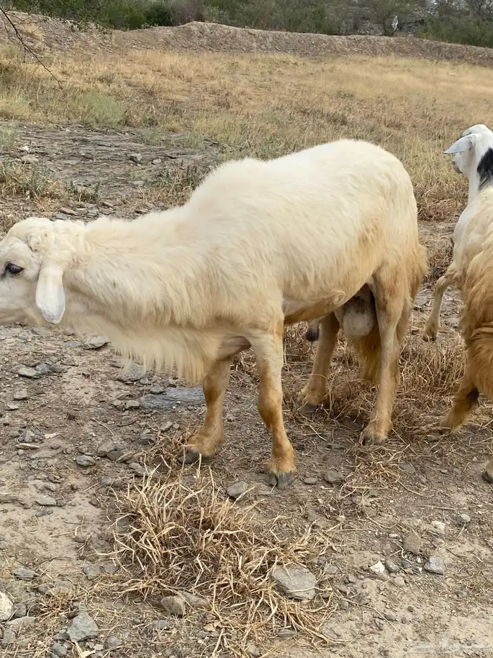 خروف فحل حري 0