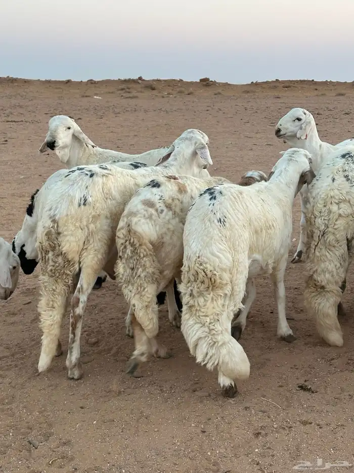 للبيع سواكن طيبه 8