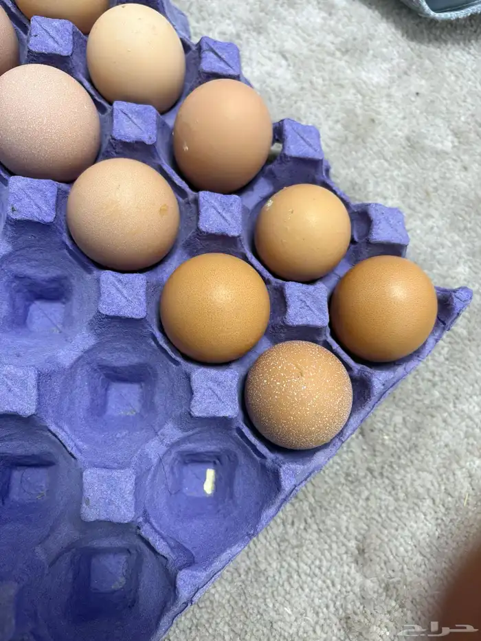 دجاج لوهمان بياض وبيض مخصب 7