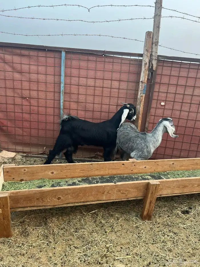 تيس وجفرة عارضي للبيع 5