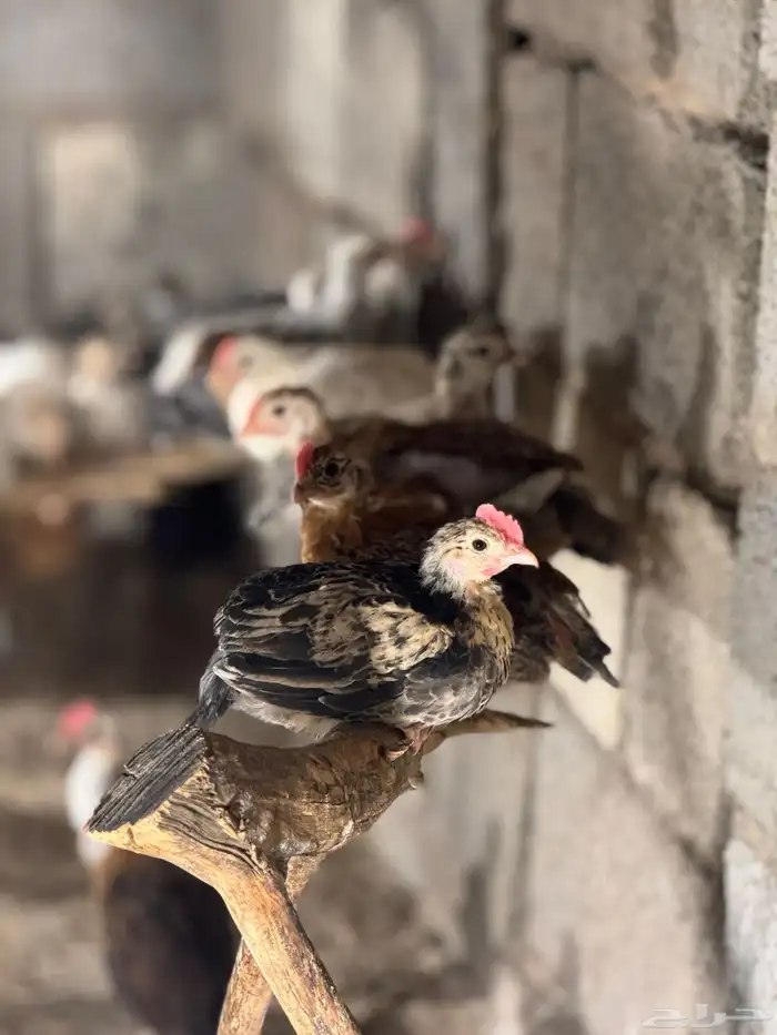 صوص دجاج بلدي 2