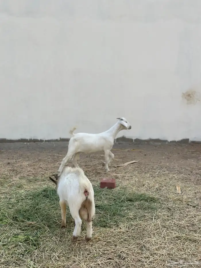 ماعز قزم وجفرة للبيع 4