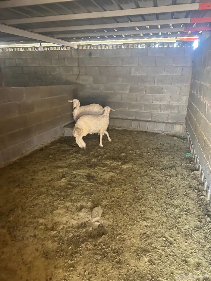 طليان جبره للبيع 4