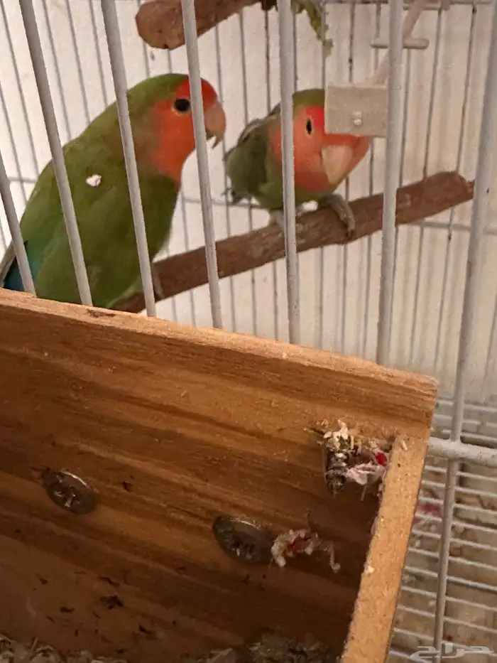 ازواج رروز وفروخ ملونه 4