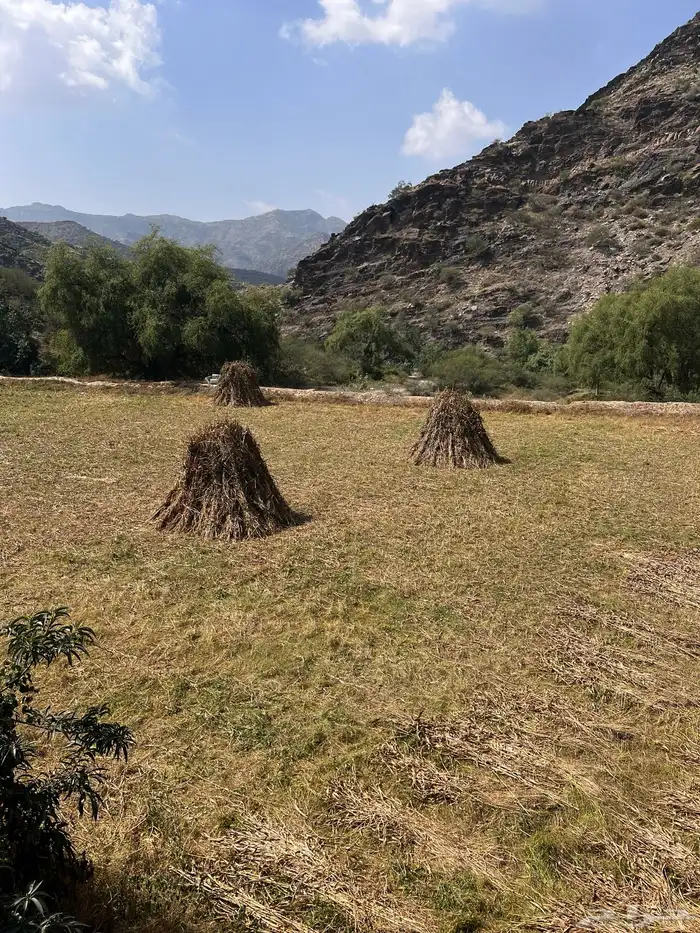 قصب للبيع 5 مزاويم كل مزوام فيه 100 ربطه 0