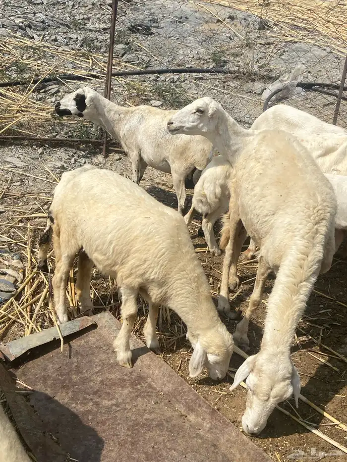 ضان مناتيج مع الفحل 2