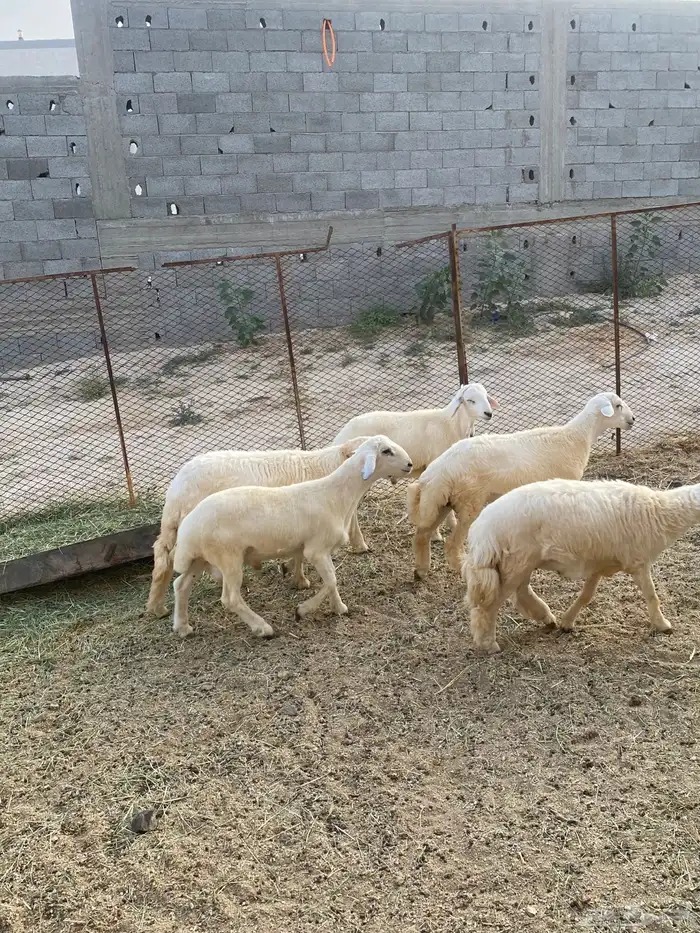 طليان للبيع ف بلقرن 3