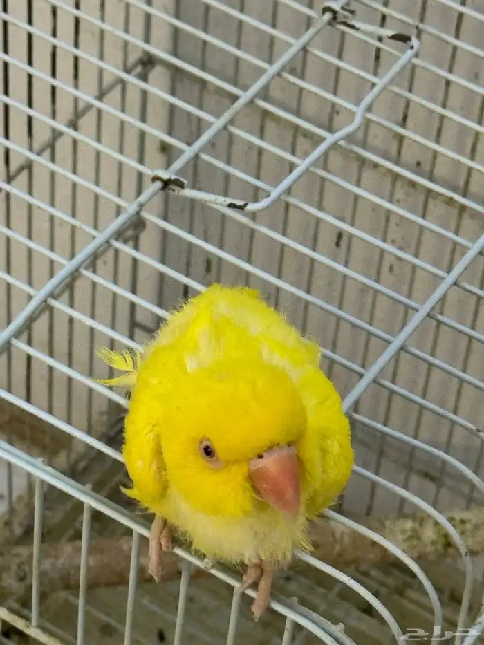 درة لا تينو 1