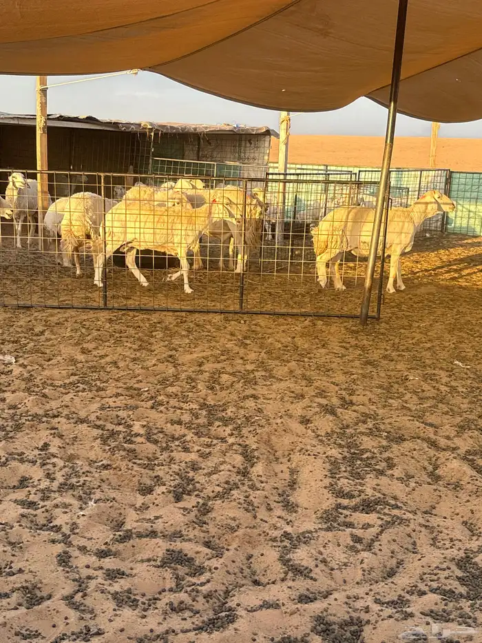 غنم حريات حيل العدد حوالي 25 2