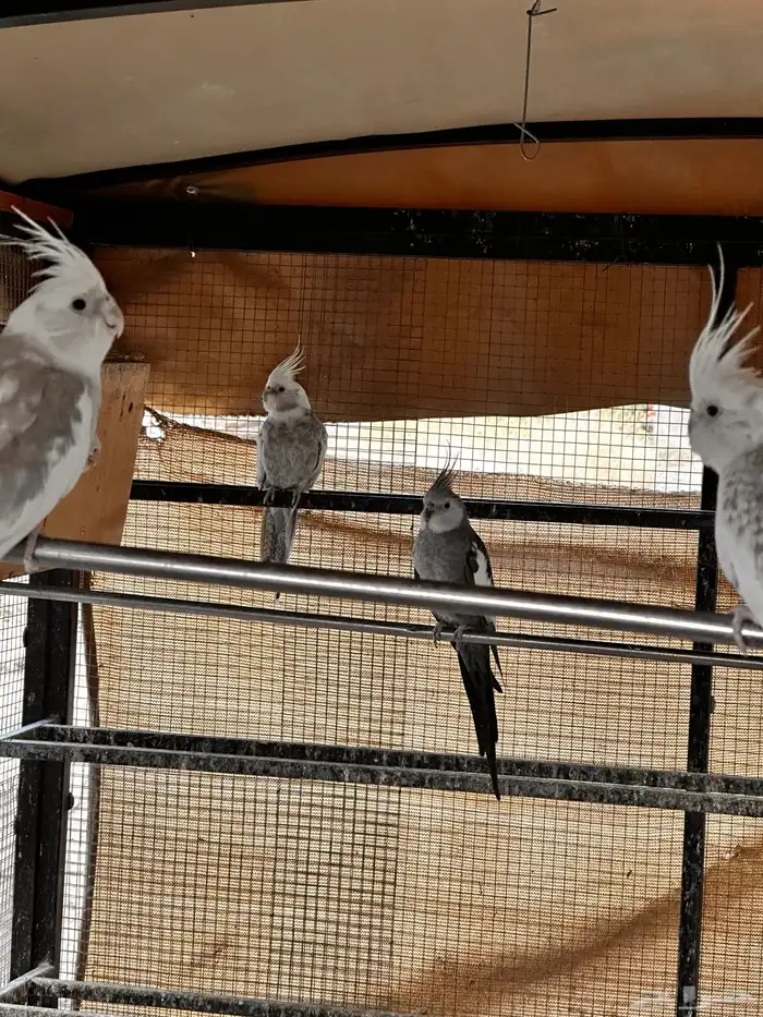 كروان هولندي 1