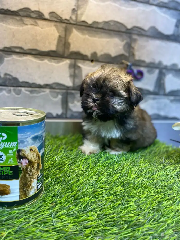 للبيع جراوي شيتزو تي كاب 2