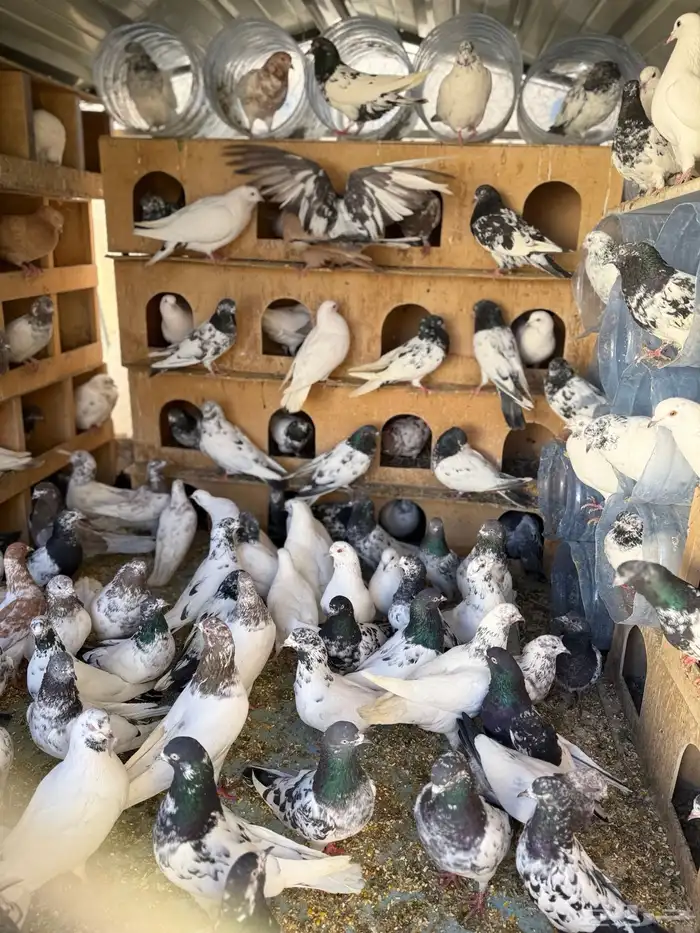 حمام بكستانية توب 0