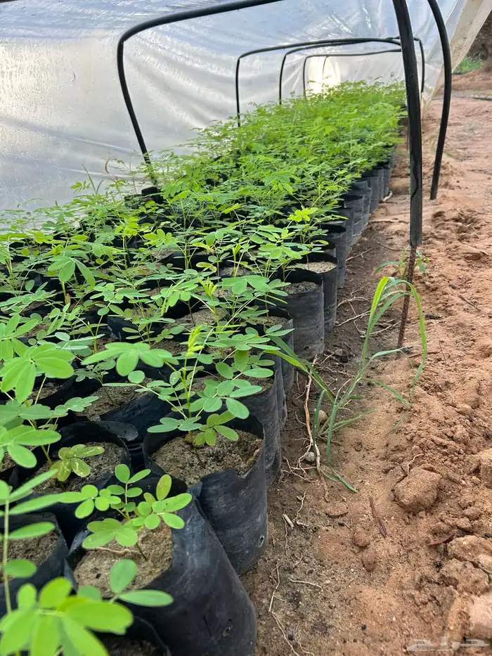 شتلات كميات اسعار جمله 1