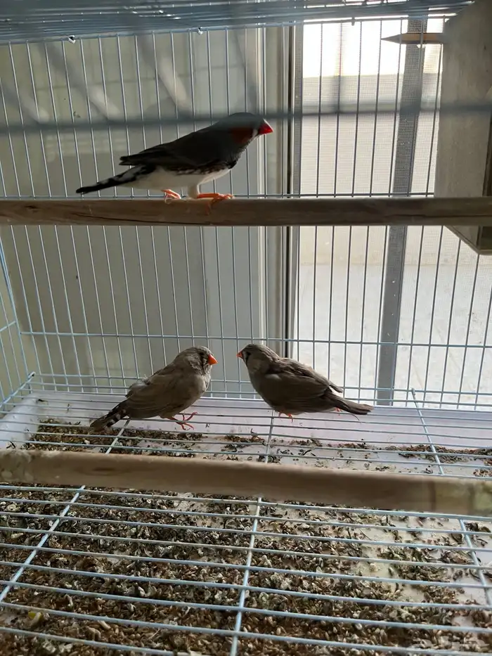 زيبرا ذكراسترالي وانثتين هولندي 0