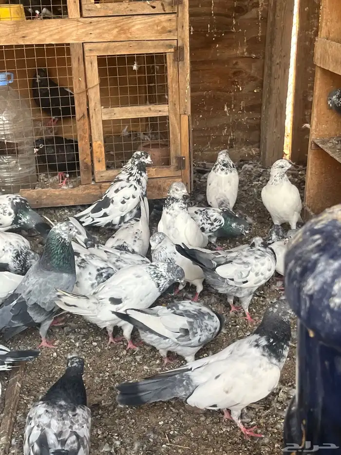 حمام باكستاني 6