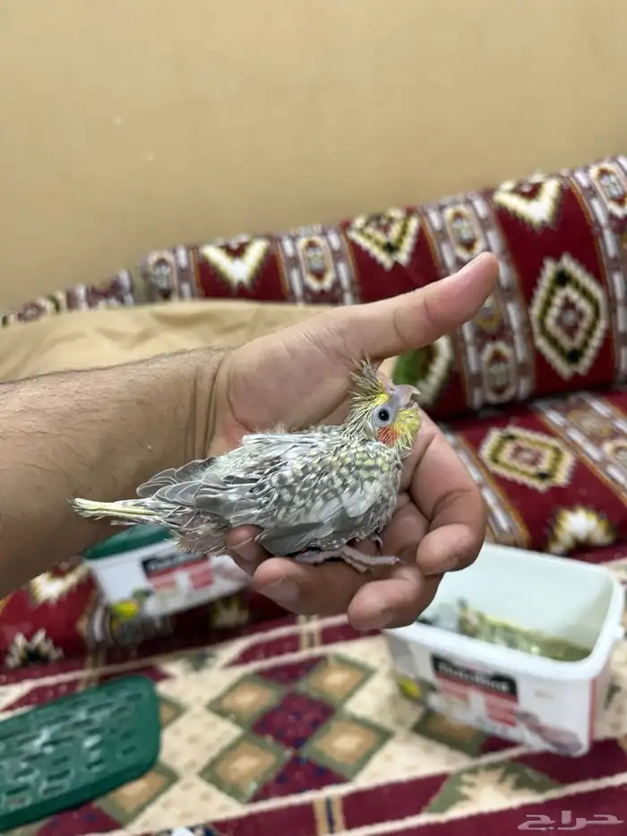 للبيع فرخين كروان 0