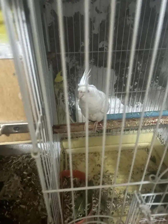 سلام عليكم جوز كروان 1