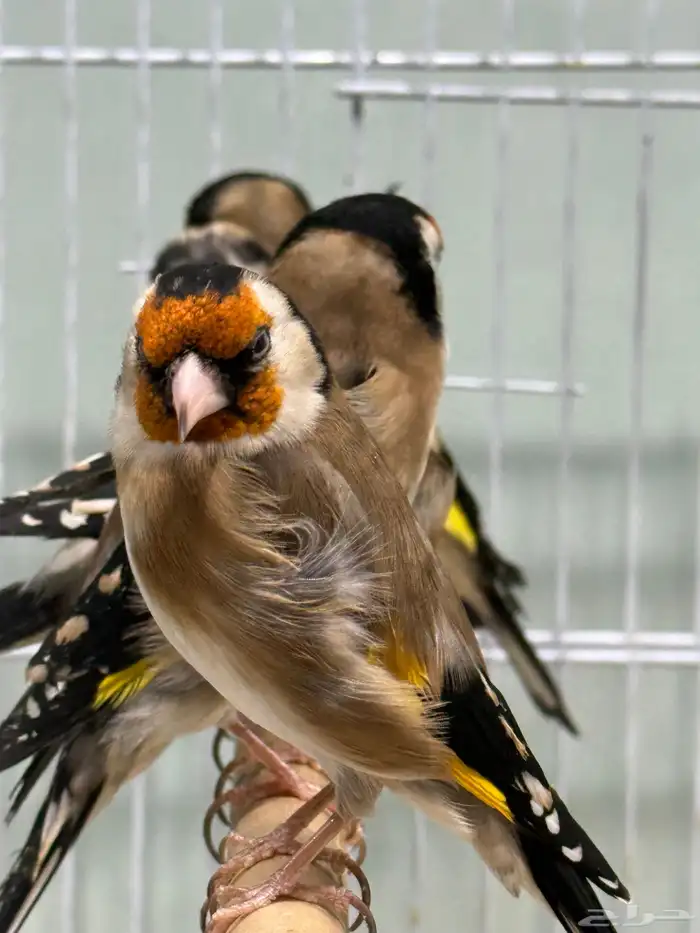 حسون سوري تربية اقفاص 8