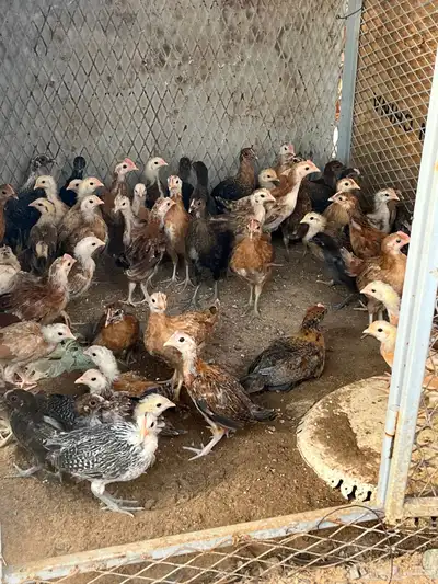 صوص بلدي index