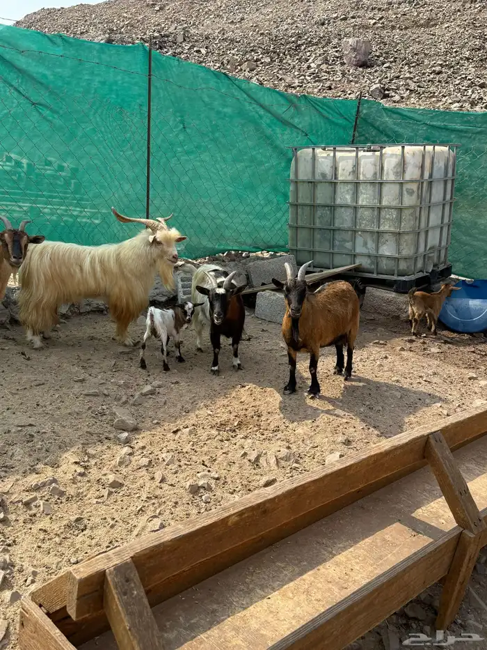 عرض وبيع ماعز قزم أليفه ومنتجه 13