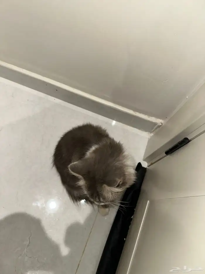 قطة للتبني انثى 4