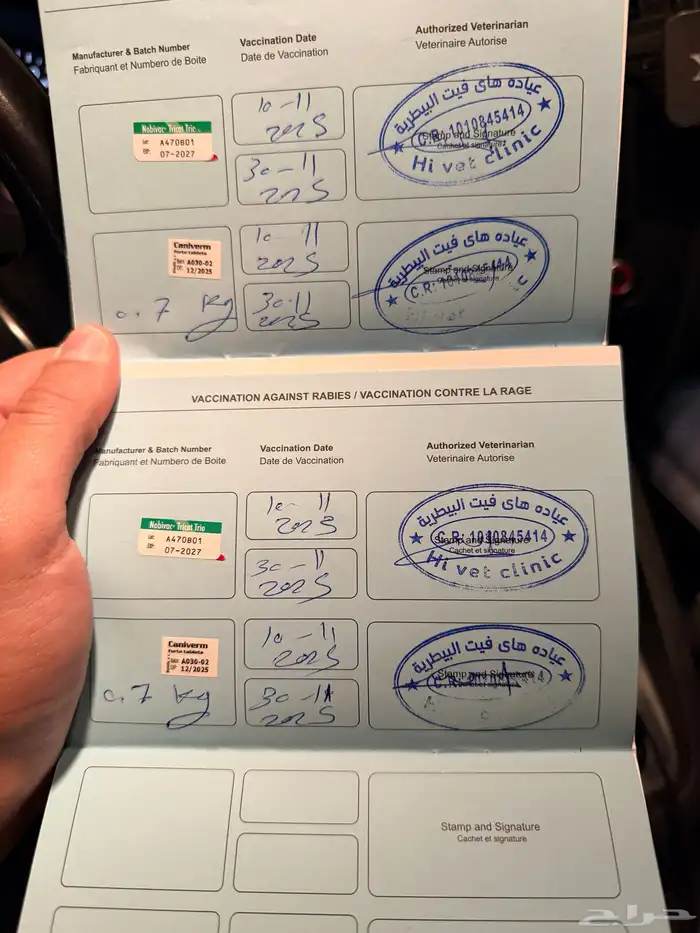 للتبني قطتين كيتن ملقحات اليفات و صغيرات جدا للتبني 2