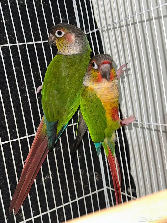 زوج كنيور يلوسايد حاط 4 بيضات تم البيع 0