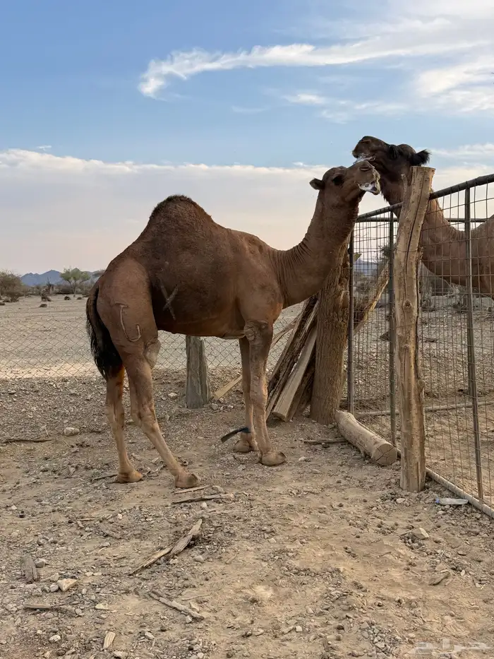جمل حمر ضراب وعشار وهداوه 10