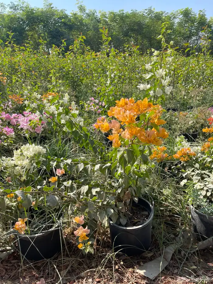 شتلات الجهنمية المجنونة مكبوسة 6