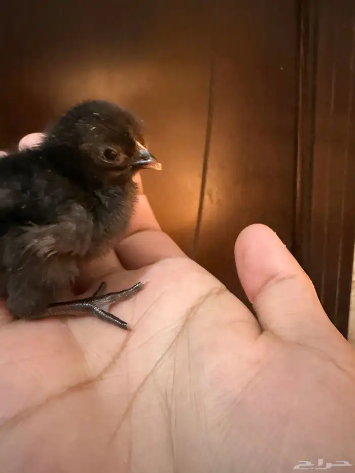 صوص دجاج صغير للبيع 15