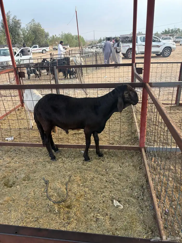 طلي سواكني تيلاد تم البيع 5