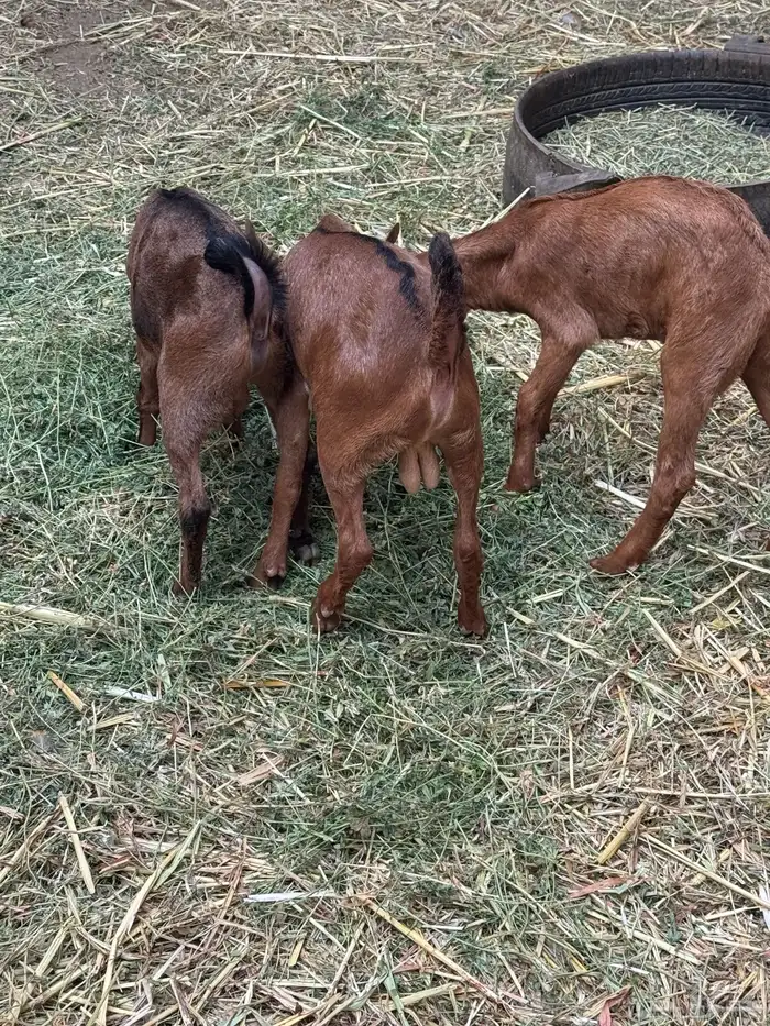 تيوس للبيع 5