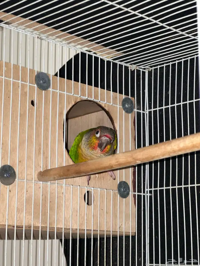 زوج كنيور يلوسايد حاط 4 بيضات تم البيع 3