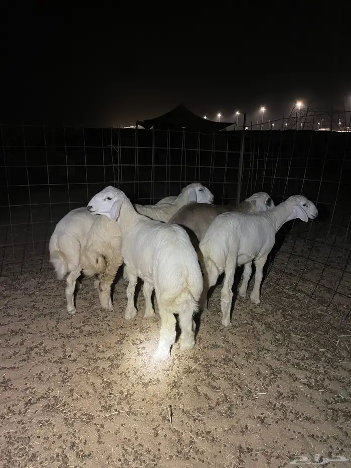 حري ذبايح مناسبات ذبائح ثلاجه يوجد صلخ و توصيل اقل سعر 0