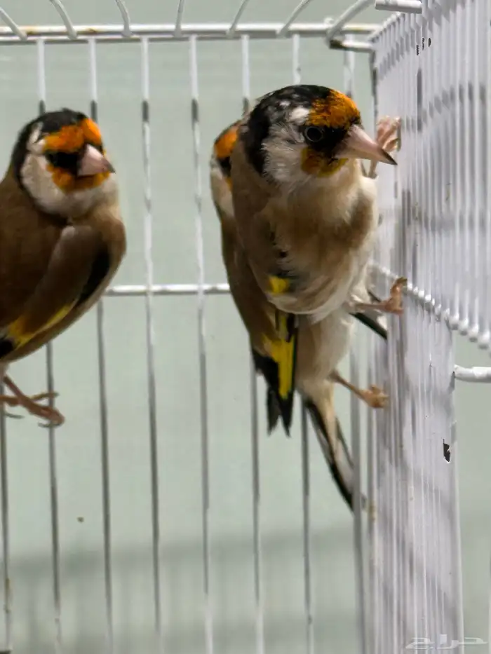 حسون سوري تربية اقفاص 5