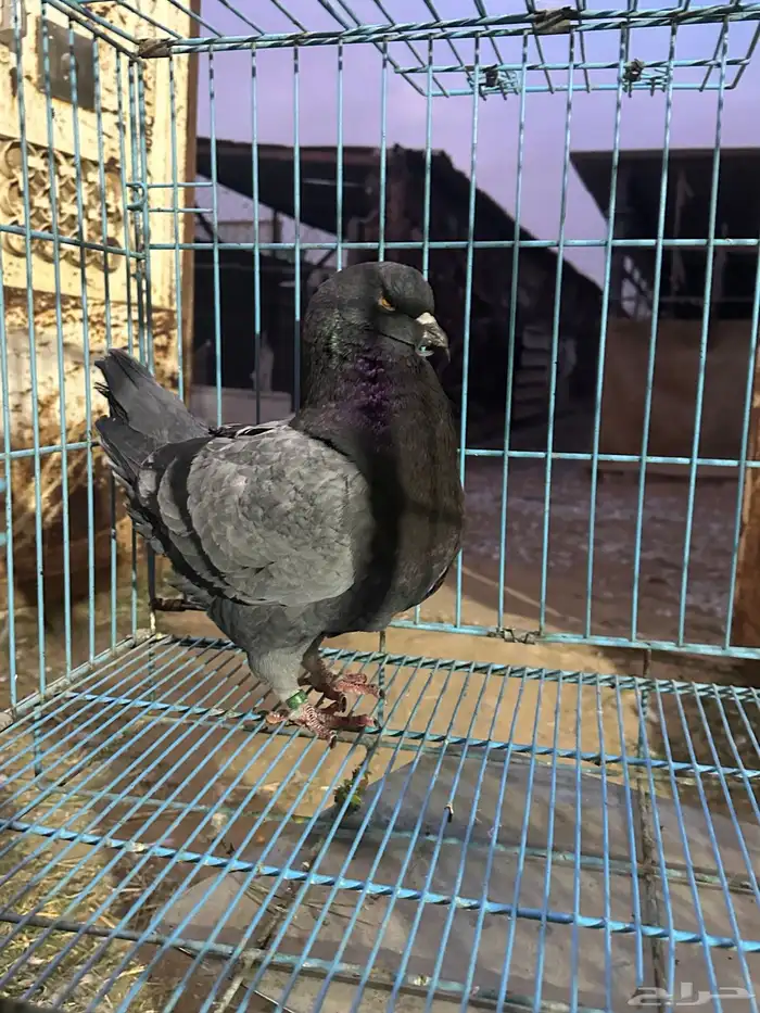 ذكر كنق بلو بار مستوى توب توب حجم سوبر جامبو 2